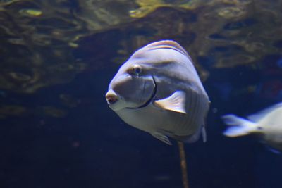 View of fish swimming in sea