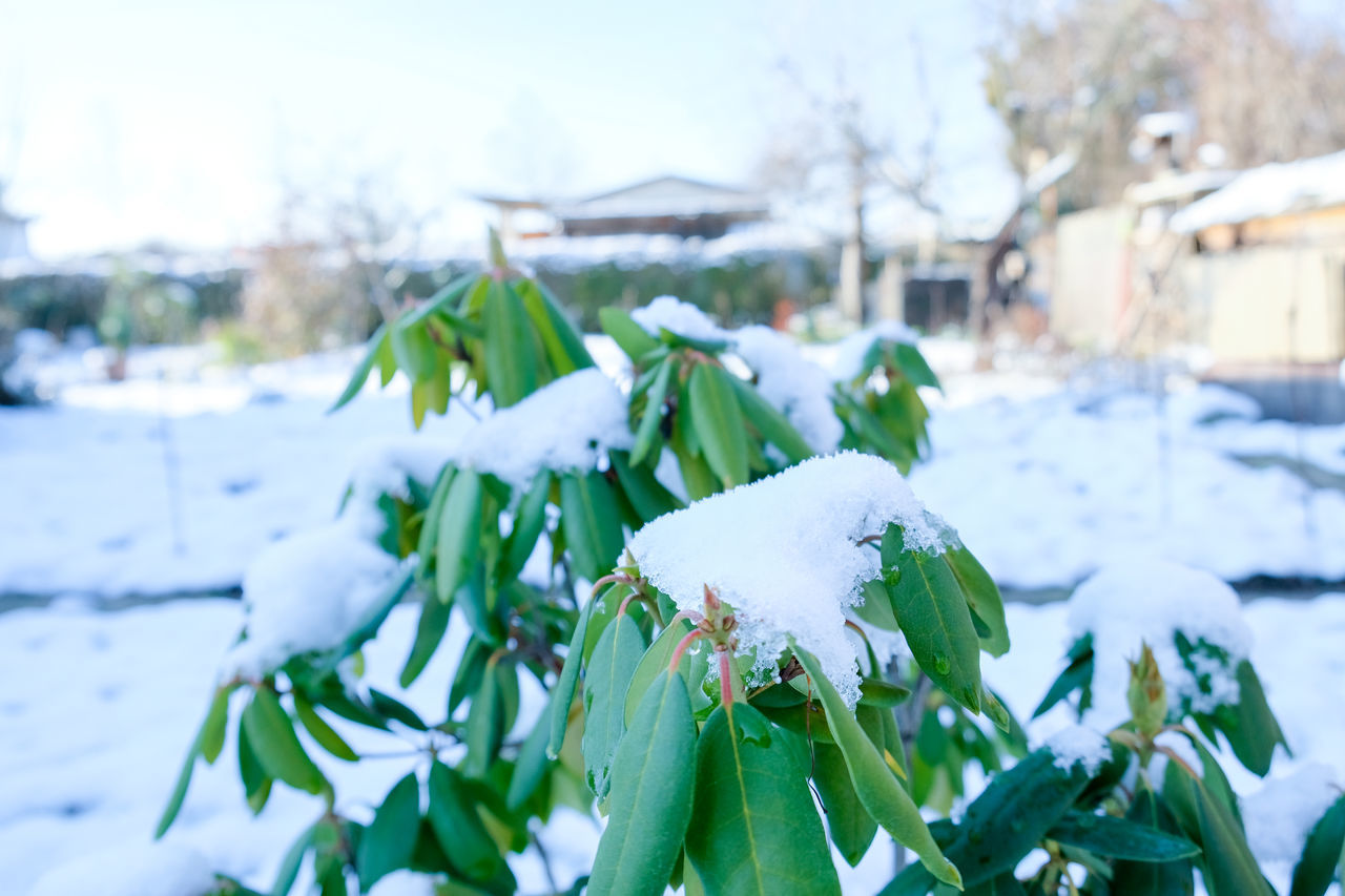 CLOSE-UP OF FROZEN PLANT