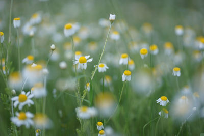 Close-up of yellow flowering plants on field