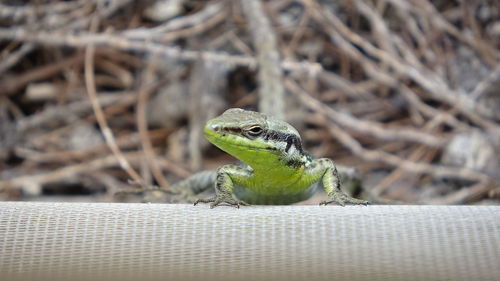 Lizard in my window