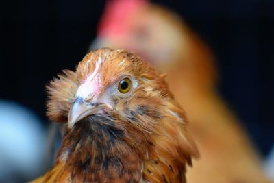 Close-up of a bird