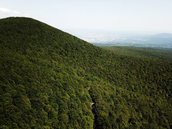 Scenic view of woods against sky