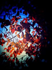 Low angle view of tree against sky during autumn
