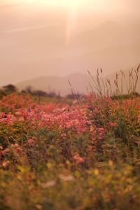 Plants growing on field against sky during sunset