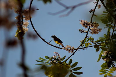 Low angle view of bird perching on tree against sky