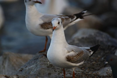 Close-up of seagulls perching