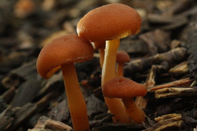 Close-up of fly agaric mushroom