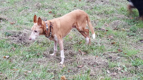 Full length of dog on grass