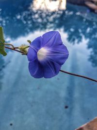 Close-up of purple flower blooming against sky