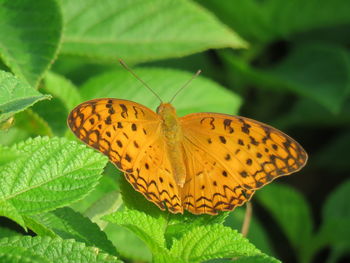 Close-up of butterfly on leaves