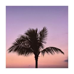 Low angle view of palm tree against clear sky