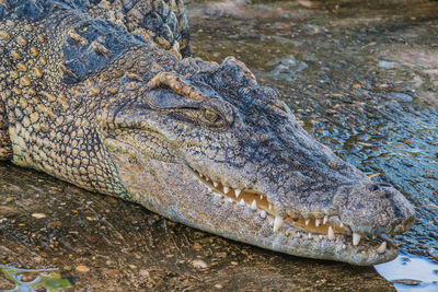 Crocodile with mouth open at lakeshore