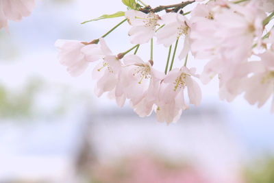 Close-up of pink cherry blossoms