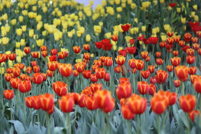 Close-up of orange tulips in field
