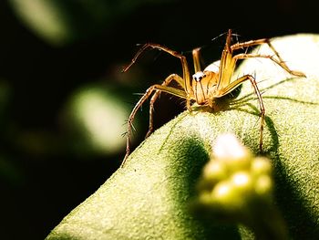 Close-up of insect