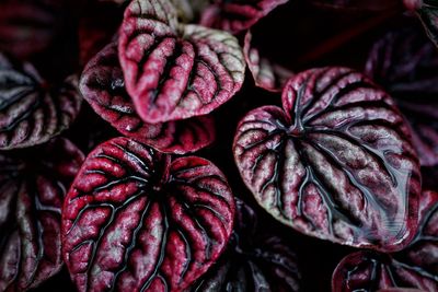 High angle view of peperomia caperata  on plant