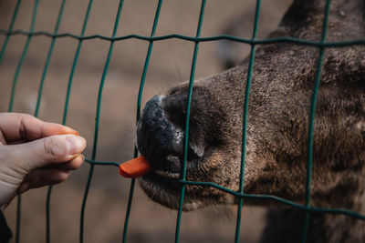 Person holding stick on fence