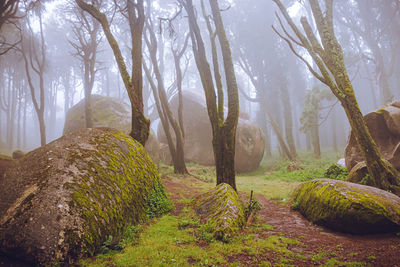 Trees growing in forest