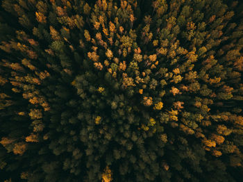 Full frame shot of trees