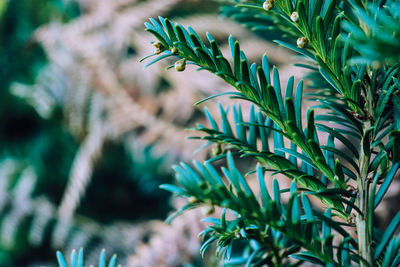 Close-up of pine tree