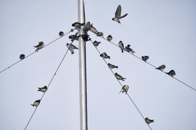 Low angle view of birds perching on cable