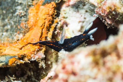 Close-up of crab swimming in sea