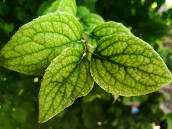 Close-up of green leaves