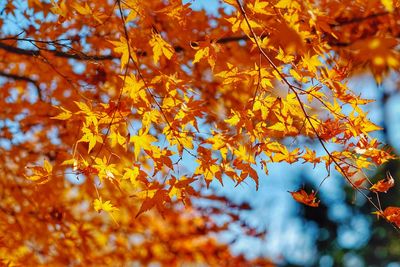 Low angle view of maple leaves on tree