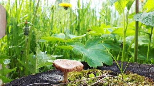 Close-up of mushrooms growing on land