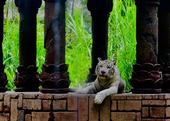 Cat sitting in a zoo