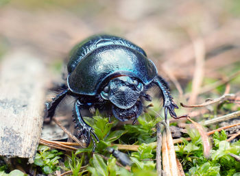 Close-up of insect