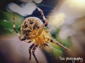 Close-up of spider