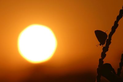 Close-up of silhouette plant against orange sky