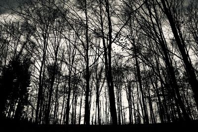 Low angle view of trees in forest