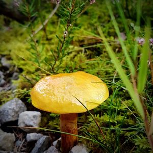 Close-up of yellow mushroom