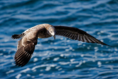 Seagull flying over sea