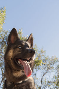 Low angle view of dog against trees