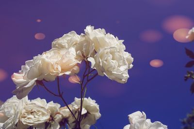 Close-up of white roses against blue sky