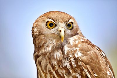 Close-up portrait of owl