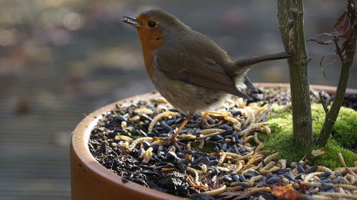 Close-up of bird eating food