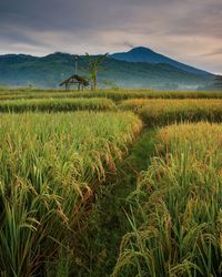A rice field with slamet mount as background