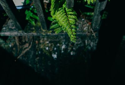 Close-up of plant