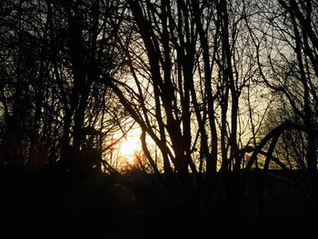 Silhouette of trees at sunset