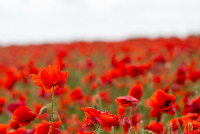 Close-up of red poppy flowers blooming on field