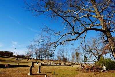 Bare trees on grassy field against blue sky