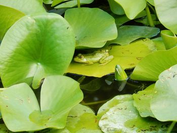 Close-up of lotus water lily in lake