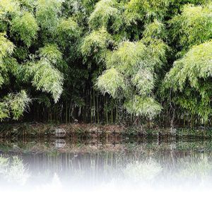 Scenic view of lake in forest