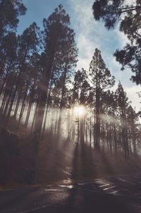 Low angle view of trees against sky