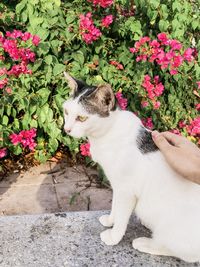 Side view of cat against pink flowering plants