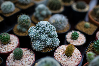 Full frame shot of succulent plants at market